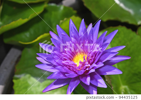 Tropical Water Lily King of Siam 94435125