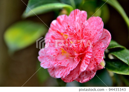 camellia island brocade 94435343