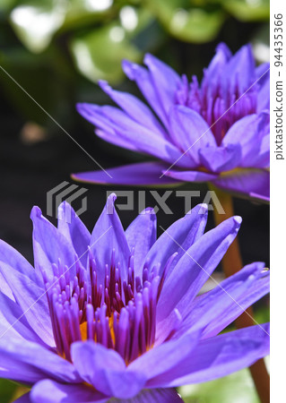 Tropical Water Lily Director GT Moore 94435366