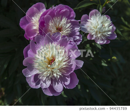 Blooming white-pink herbaceous peony with drops of water on the petals. Blooming white-pink herbaceous peony with drops of water on the petals. 94435789
