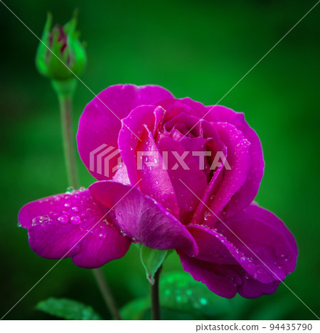 Blooming burgundy rose with water drops on its petals on juicy green background. 94435790
