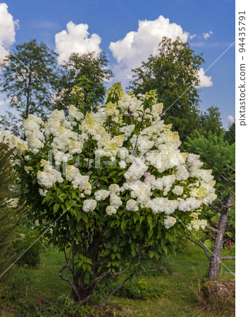 Hydrangea Vanilla is bush with white inflorescences at the beginning of flowering. Hydrangea Vanilla is bush with white inflorescences at the beginning of flowering. 94435791