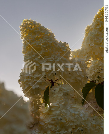 Floral landscape with white inflorescences of paniculate hydrangea against the sky. Floral landscape with white inflorescences of paniculate hydrangea against the sky. 94435792