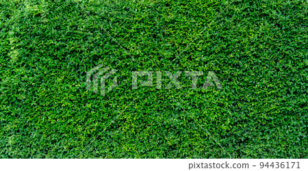 Small green leaves in hedge wall texture background. Closeup green hedge plant in garden. Eco evergreen hedge wall. Natural backdrop. Beauty in nature. Green leaves with natural pattern wallpaper. 94436171