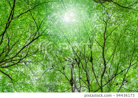 Bottom view of tree with green leaves and branches in tropical forest. Fresh environment in park. Green tree give oxygen in summer garden. Environmental conservation. Ecology concept. Carbon reduction Bottom view of tree with green leaves and branches in tropical forest. Fresh environment in park. Green tree give oxygen in summer garden. Environmental conservation. Ecology concept. Carbon reduction 94436173
