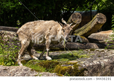 Turkmenian markhor, Capra falconeri heptneri living on the rocks Turkmenian markhor, Capra falconeri heptneri living on the rocks 94436191