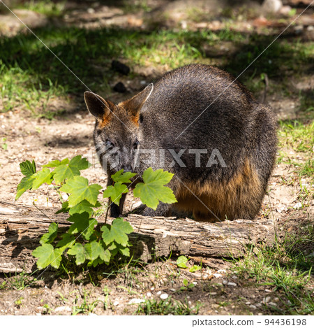 Swamp Wallaby, Wallabia bicolor, is one of the smaller kangaroos 94436198