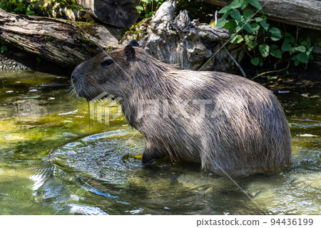 European Moose, Alces alces, also known as the elk 94436199