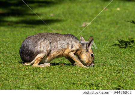 Patagonian Mara, Dolichotis patagonum are large relatives of guinea pigs 94436202