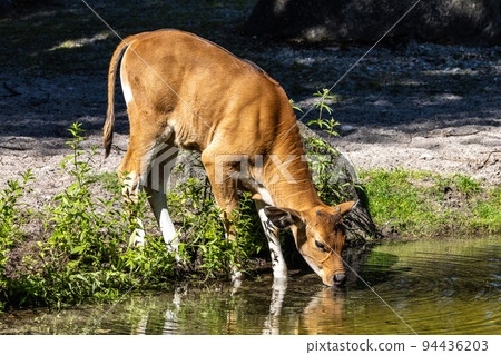 Banteng, Bos javanicus or Red Bull is a type of wild cattle. 94436203