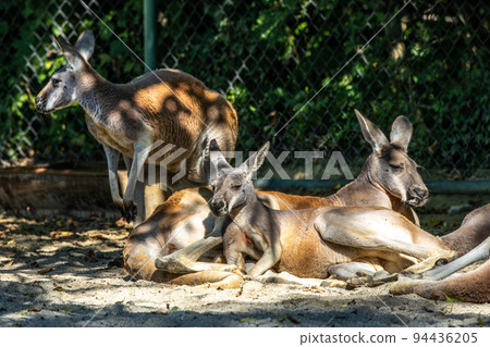 Red kangaroo, Macropus rufus in a german park 94436205