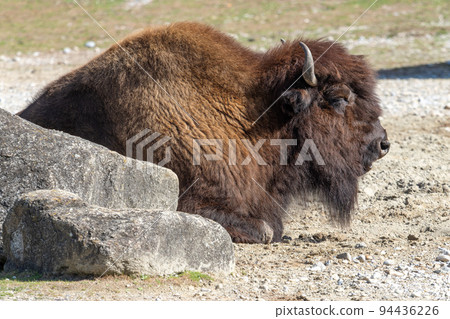 American buffalo known as bison, Bos bison in a german park 94436226