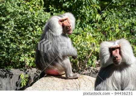 The hamadryas baboon, Papio hamadryas is a species of baboon The hamadryas baboon, Papio hamadryas is a species of baboon 94436231