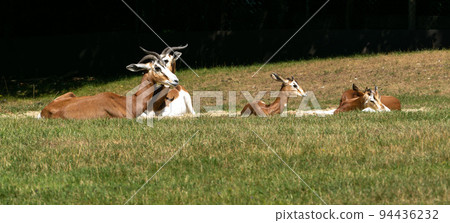 Dama gazelle, Gazella dama mhorr or mhorr gazelle is a species of gazelle Dama gazelle, Gazella dama mhorr or mhorr gazelle is a species of gazelle 94436232