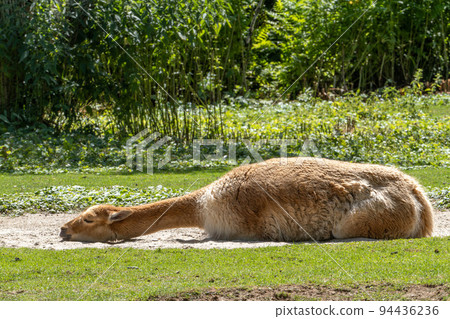 Vicunas, Vicugna Vicugna, relatives of the llama in a German park Vicunas, Vicugna Vicugna, relatives of the llama in a German park 94436236