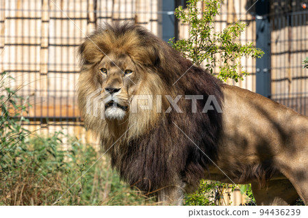 The lion, Panthera leo is one of the four big cats in the genus Panthera 94436239