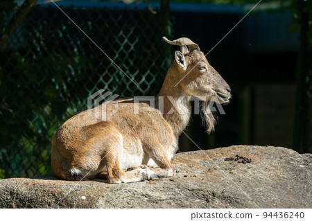 Turkmenian markhor, Capra falconeri heptneri living on the rocks 94436240