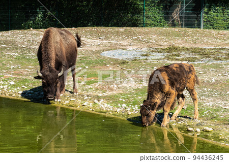 Family of American buffalo known as bison, Bos bison in a german park Family of American buffalo known as bison, Bos bison in a german park 94436245