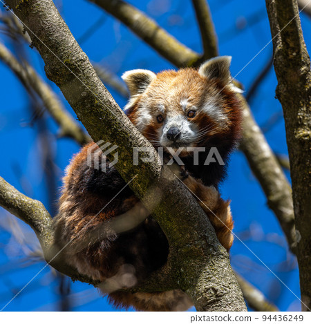 The red panda, Ailurus fulgens, also called the lesser panda. 94436249