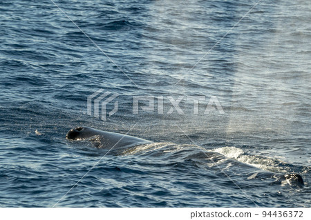 sperm whale on sea surface close up portrait while breathing 94436372