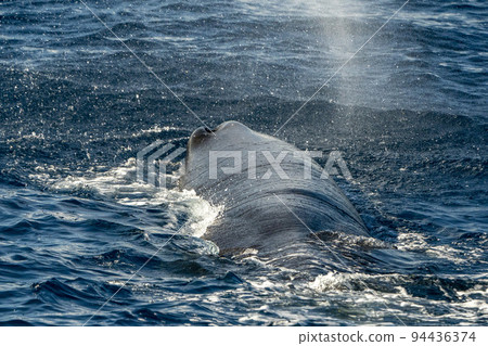 sperm whale on sea surface close up portrait while breathing 94436374