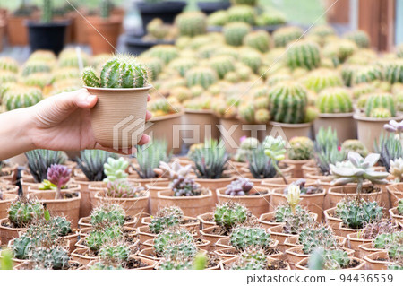 Hand of female gardener hold pot of cactus with other plant in garden background 94436559