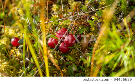 Wild cranberries growing in the moss in the bog. Natural background. Bright red cranberry berries on green leaves grow on mossy branches on the ground. Latvia's beautiful, untouched marshes. Wild cranberries growing in the moss in the bog. Natural background. Bright red cranberry berries on green leaves grow on mossy branches on the ground. Latvia's beautiful, untouched marshes. 94436659