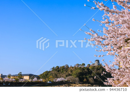 National Treasure Inuyama Castle in the early morning when the cherry blossoms are in bloom 94436710