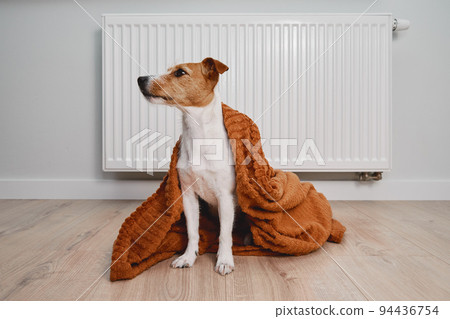 Dog freezing in living room in winter season, Pet sit near heating radiator under blanket to keep warm, Rising costs in private households due to energy crisis and inflation Dog freezing in living room in winter season, Pet sit near heating radiator under blanket to keep warm, Rising costs in private households due to energy crisis and inflation 94436754