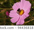 Autumn cherry blossoms and carpenter bees 94436818