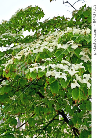 Tree · Yamaboshi Family 94437315