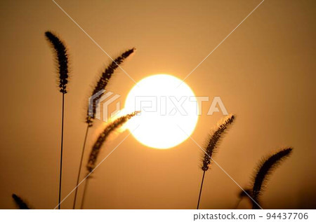 貓污垢和日落 94437706