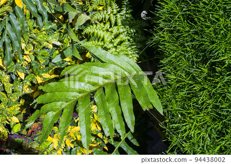 Green tree wall for closeup textured background pattern Green tree wall for closeup textured background pattern 94438002