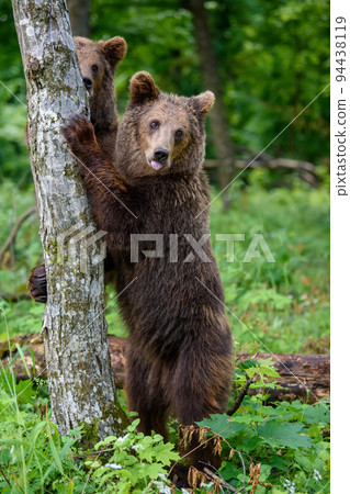 Wild Brown Bear (Ursus Arctos) in the forest. Animal in natural habitat Wild Brown Bear (Ursus Arctos) in the forest. Animal in natural habitat 94438119