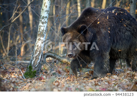 Wild Brown Bear (Ursus Arctos) in the forest. Animal in natural habitat 94438123