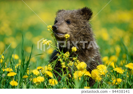 Young brown bear cub in the meadow with yellow flowers 94438141