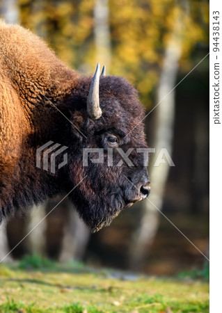 Wild adult Bison in the autumn forest. Wild animal in the natural habitat 94438143