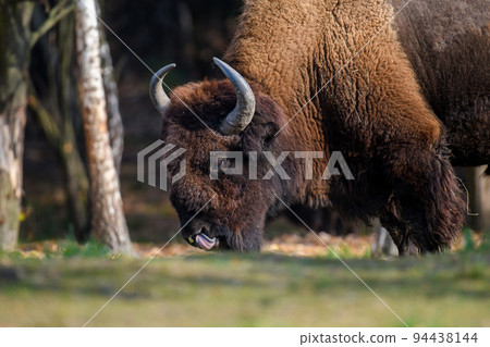 Wild adult Bison in the autumn forest. Wild animal in the natural habitat 94438144