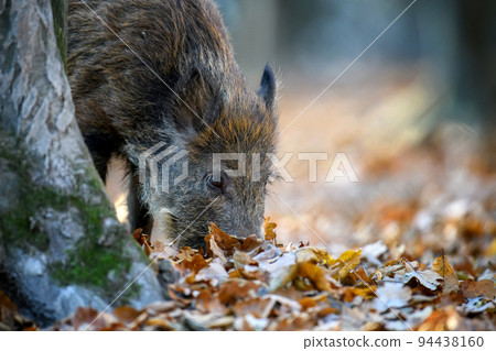 Male boar in an autumn forest looks for acorns in a fallen leaf Male boar in an autumn forest looks for acorns in a fallen leaf 94438160