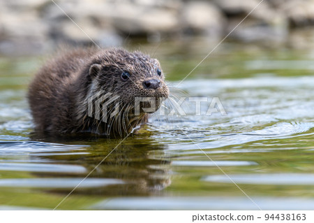 Lutra in nature habitat. Portrait of water predator. Wildlife scene 94438163
