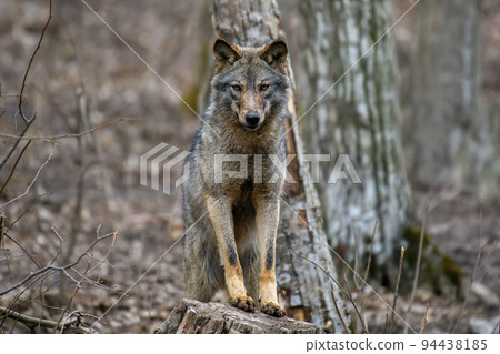 Two wolfs in forest. Wildlife scene from nature. Animal in the natural habitat 94438185