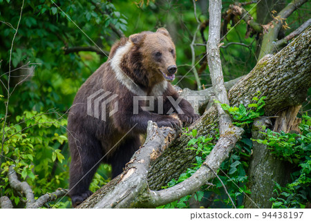 Wild Brown Bear (Ursus Arctos) on tree in the forest. Animal in natural habitat 94438197