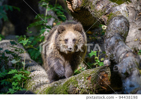 Wild Brown Bear (Ursus Arctos) on tree in the forest. Animal in natural habitat 94438198