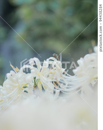 White cluster amaryllis White cluster amaryllis 94438284