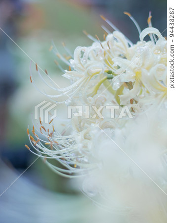 White cluster amaryllis White cluster amaryllis 94438287