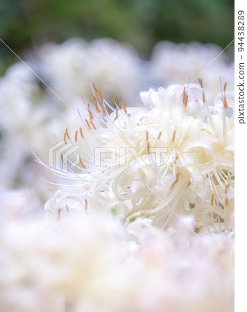 White cluster amaryllis White cluster amaryllis 94438289