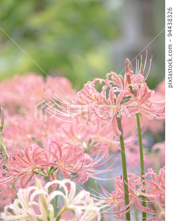 Pink cluster amaryllis blooming in the shade Pink cluster amaryllis blooming in the shade 94438326