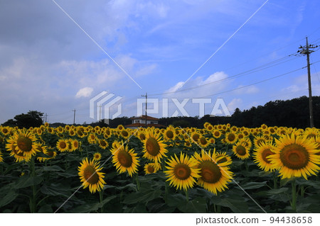 Sunflower field/Kamimikawa Town, Tochigi Prefecture Sunflower field/Kamimikawa Town, Tochigi Prefecture 94438658