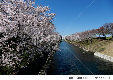 Cherry blossoms blooming in a canal-like fountain park 94438781