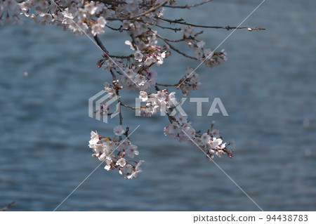 Cherry blossoms blooming in a canal-like fountain park Cherry blossoms blooming in a canal-like fountain park 94438783